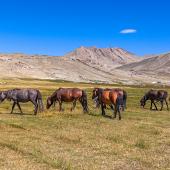 Tourist Information Mongolië